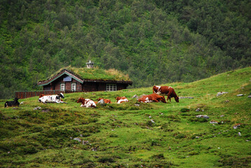 Cows graze on a pasture in the mountains, in the background a mountain cottage and mountains....