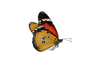 Macro shots, Beautiful nature scene. Closeup beautiful butterfly sitting on the flower in a summer garden.