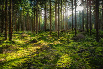 Sun shining through forest landscape in Hassleholm, Sweden
