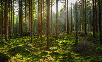 Fototapete bei efototapeten.de bestellen   