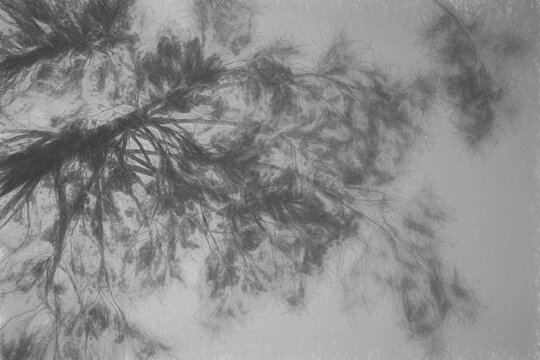 Branches of a pine black tree