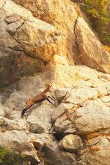Alpine chamois jumping in rocky terrain of Mala Paklenica Croatia during sunset. Chamois in movement with beautiful sunny warmth background.
