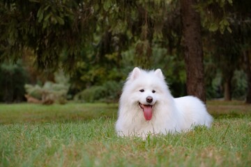 Sympathetic portrait of a dog of the Samoyed breed. Large white swiss shepherd dog with fluffy coat. The puppy lies on the green grass outdoors in the park. Soft focus.