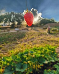 Le produit de la récolte des fraises de mon jardin