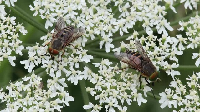 Two Horseflies Pollinating Flowers of Triglav national park in Slovenia Julian Alps