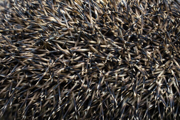 Hedgehog needles as a background or texture