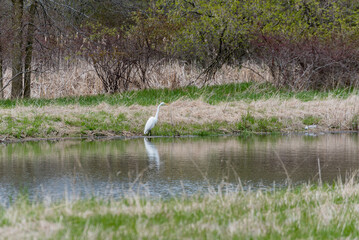 A White Egret Fishing On The Shore Of A Small Pond