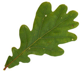 green oak leaf - 529293407
