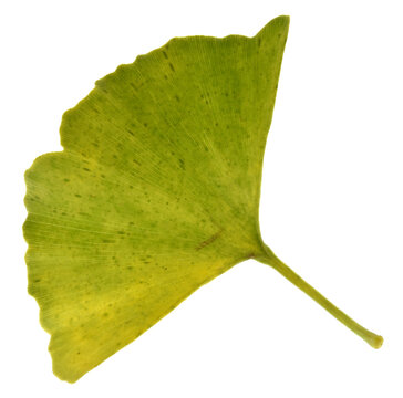 leaf isolated on white