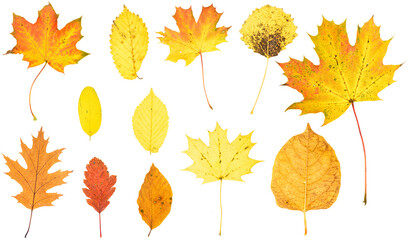 autumn leaves isolated - 529293842