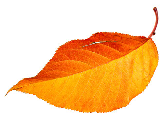 red autumn leaf - 529294020