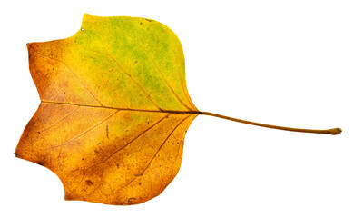 autumn leaf isolated on white - 529294026