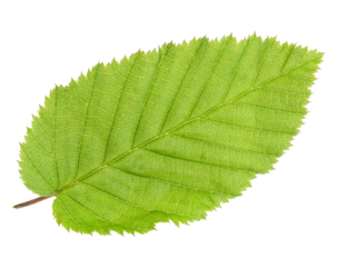 green leaf isolated