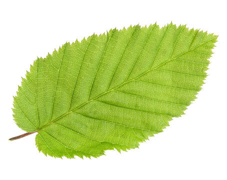 Green Leaf Images – Browse 21,406,024 Stock Photos, Vectors, and Video