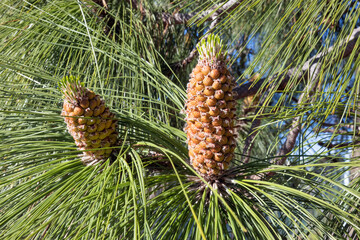 Pine tree with needles and pine cone