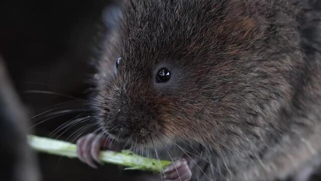 Closeup of a European water vole eating a grass stick