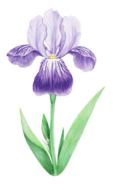 Realistic detailed illustration of iris flower in vintage retro style