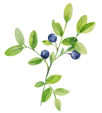 Watercolor illustration of blueberry branch with ripe berries.