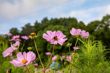 pink flowers in the field