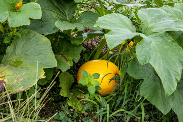 orange pumpkin and green leaf