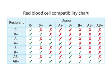 Red blood sell compatibility chart. Recipient and donor blood groups - obrazy, fototapety, plakaty