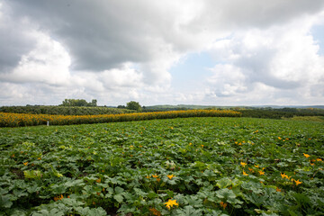 Fototapeta na wymiar field of pumpkins and sunflowers