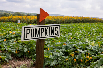 Obraz premium sign in the field