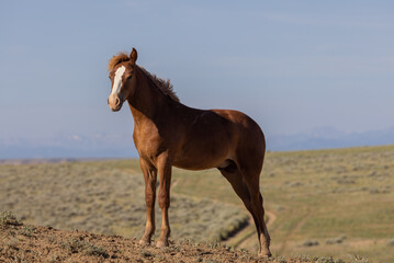 Fototapeta na wymiar Beautiful Wild Horse in Summer in the Wyoming Desert