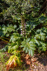Acanthus mollis, commonly known as bear's breeches, sea dock
