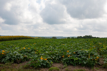 Fototapeta na wymiar field of pumpkins and sunflowers