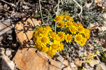 Jacobaea maritima, commonly known as silver ragwort