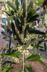 The olive, botanical name Olea europaea