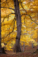 Fototapeta premium Autumn foliage in the forest of Sant'Antonio in Italy, Pescocostanzo.