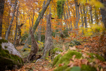 Autumn foliage in the forest of Sant'Antonio in Italy, Pescocostanzo.