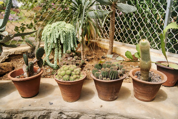 Pots with different types of exotic cacti. High quality photo