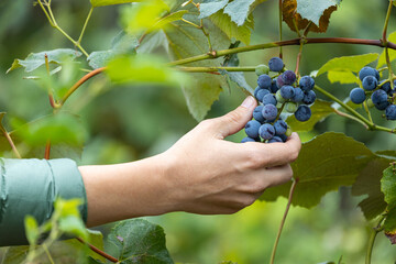 Hand picking organic growth grapes from vineyard. Farmer checking the vine fruit for quality at the end of summer.