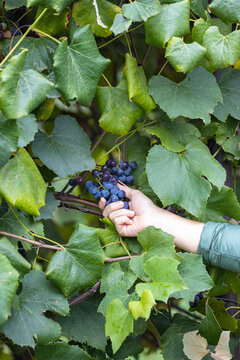 Hand picking organic growth grapes from vineyard. Farmer checking the vine fruit for quality at the end of summer.