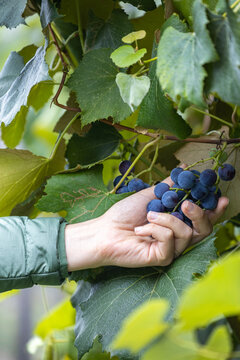 Hand picking organic growth grapes from vineyard. Farmer checking the vine fruit for quality at the end of summer.