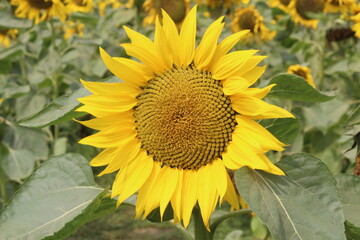 sunflower in the field