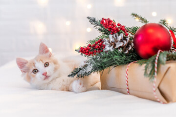 cute ginger fluffy kitten cat playing with christmas red decorations