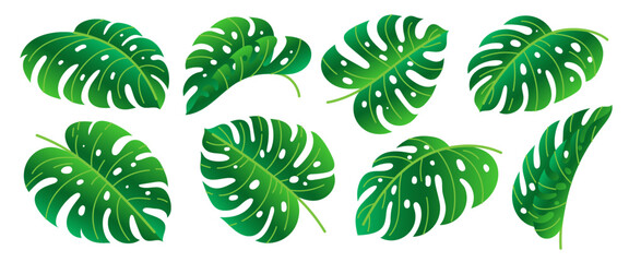 Fototapeta na wymiar Monstera Deliciosa leaf icon set. Green gradient tropical exotic plant branch. Different shape single leaves isolated on white background. Summer hawaiian jungle forest foliage. Floral design element