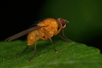 Macro shot of a Thricops Diaphanus fly on a green leaf