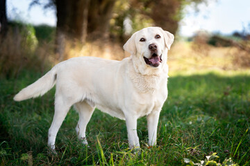 Pies rasy Labrador retriver  - obrazy, fototapety, plakaty