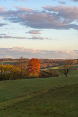 Single bright orange tree in the autumn farmland countryside of Amish country, Ohio
