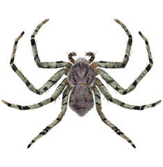 Illustration of gray spider on white background