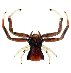 Illustration of brown spider on white background