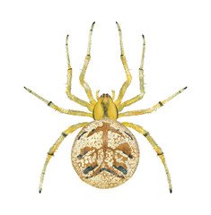 Illustration of yellow spider on white background	