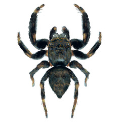 Illustration of black spider on white background