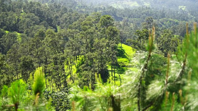 View on hills with dense forest through coniferous tree tops swaying in the wind. Beauty in nature