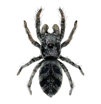 Illustration of black spider on white background